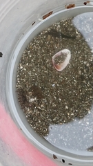 Hemigrapsus sanguineus