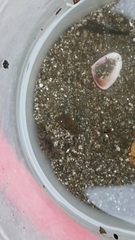 Hemigrapsus sanguineus