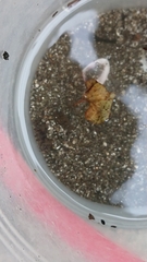 Hemigrapsus sanguineus