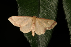 Idaea paraula