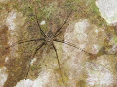 Hersilia asiatica