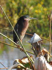 Butorides virescens image