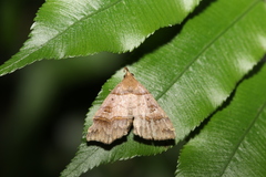 Bertula kosemponica
