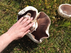 Agaricus urinascens