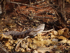 Tiliqua scincoides intermedia