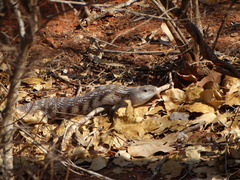Tiliqua scincoides intermedia