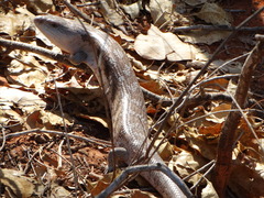 Tiliqua scincoides intermedia