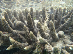 Acropora robusta