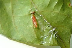 Dichomeris microsphena