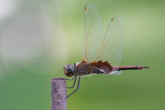 Tramea loewii