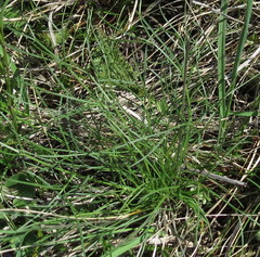 Trinia multicaulis