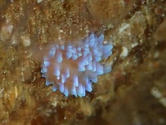 Antiopella capensis