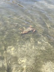 Callinectes arcuatus