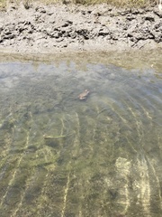 Callinectes arcuatus