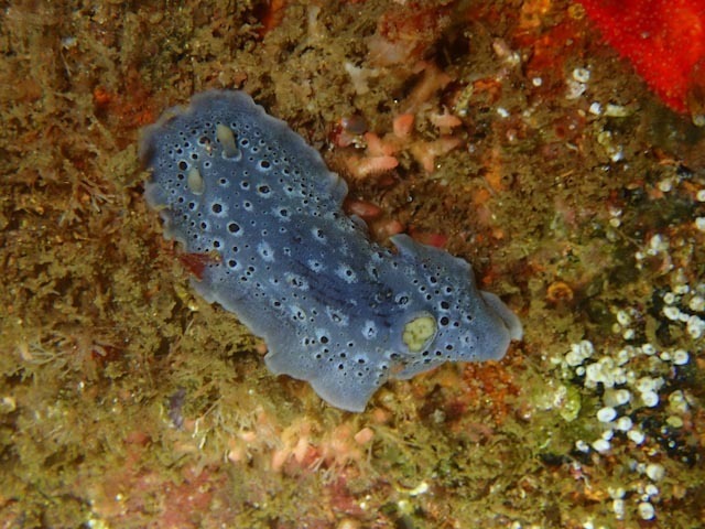 Galaxy Nudibranch