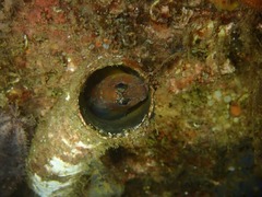 Chalaroderma ocellata
