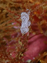 Paraflabellina funeka