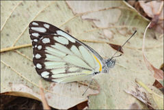 Belenois creona