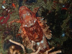 Chelidonichthys capensis