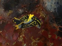 Polycera sp-c