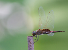 Tramea loewii