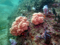 Dendronephthya australis