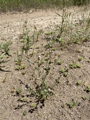 Plagiobothrys torreyi perplexans