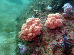 Dendronephthya australis