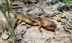Gryllotalpa vineae
