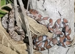 Imantodes gemmistratus