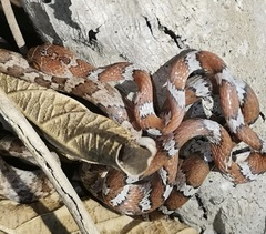 Imantodes gemmistratus