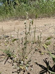 Plagiobothrys torreyi perplexans