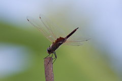 Tramea loewii