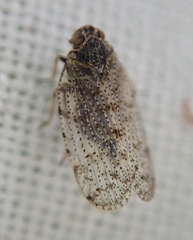 Tachycixius pilosus