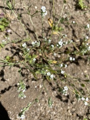 Plagiobothrys torreyi perplexans
