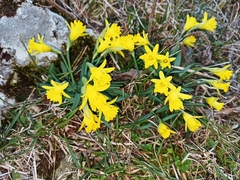 Narcissus minor asturiensis