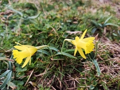 Narcissus minor asturiensis
