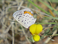 Icaricia lupini texanus