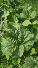 Heracleum sosnowskyi