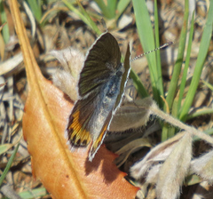 Icaricia lupini texanus