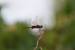 Tramea loewii