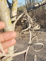 Tillandsia intermedia