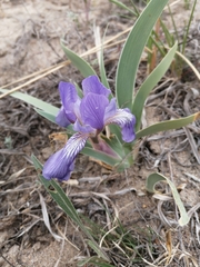 Iris glaucescens