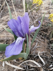Iris glaucescens