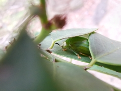 Calomela pallida