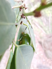 Calomela pallida