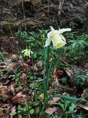 Narcissus pallidiflorus