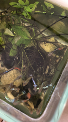 Poecilia reticulata