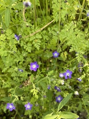 Nemophila pulchella