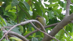 Foulehaio carunculatus